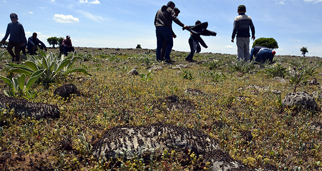 Siverek’te çekirge istilası