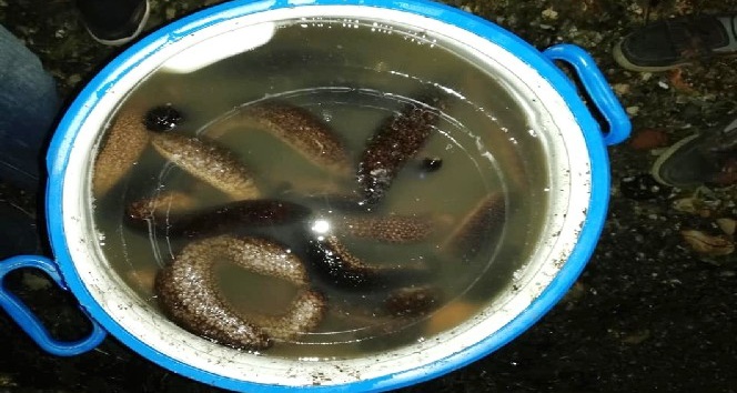 Deniz patlıcanı avlamak yasaklandı