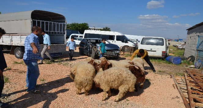Şanlıurfa’dan kaçak yollarla getirilen 50 koyun ele geçirildi