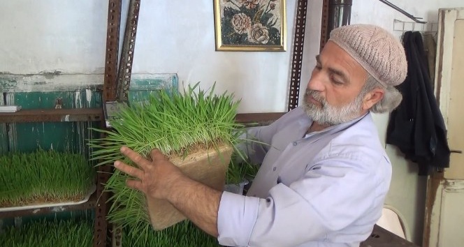 Arazide otlatamadığı hayvanları için topraksız yem üretti