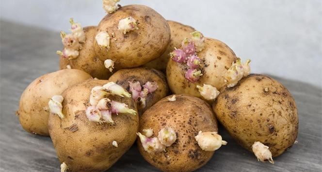 Filizlenen patatese dikkat