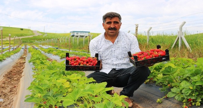 Diyarbakır’da organik çilek hasadına başlandı