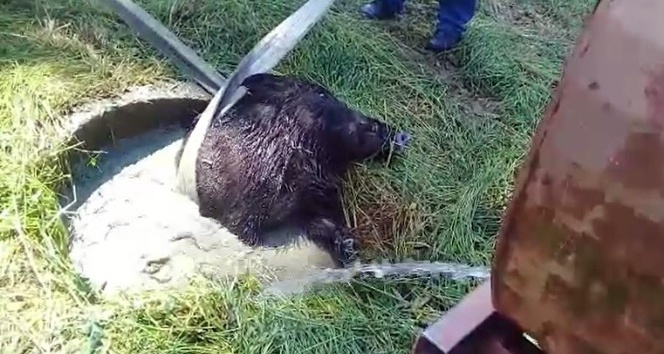 Su kuyusuna düşen yaban domuzunu itfaiye ekipleri kurtardı