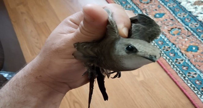 Banyo camından giren ebabil kuşu yeniden doğaya salındı
