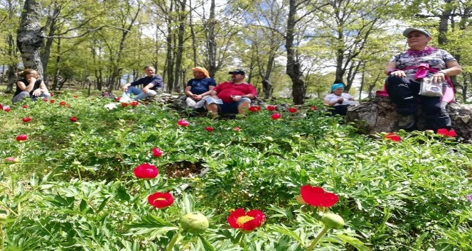Şakayık doğa tutkunlarını Kazdağları’na çekiyor