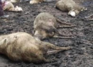 Tuzluca’da aç kalan kurtlar sürüye saldırdı