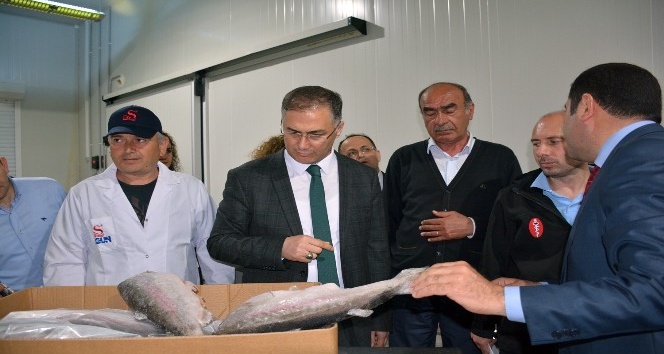 Sinop Valisi Şakalar su ürünleri fabrikalarını gezdi