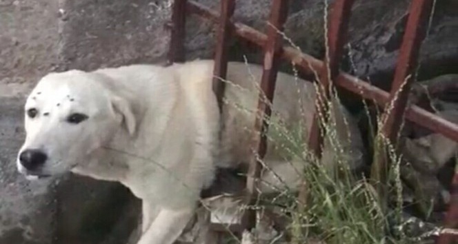 Demir korkuluklara sıkışan köpeği itfaiye ekipleri kurtardı