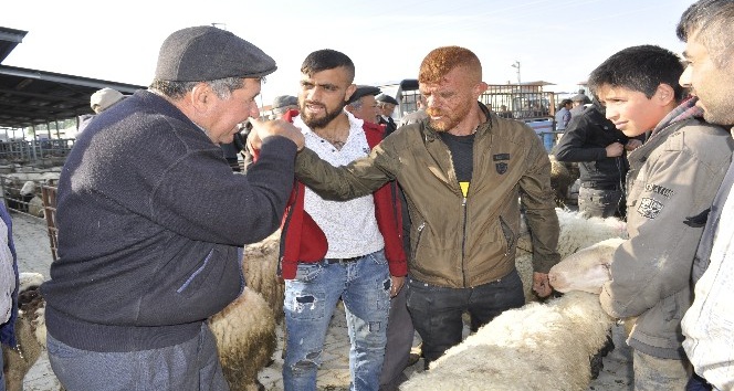 Şuhut Canlı Hayvan Pazarında küçükbaş alım satımlarında durgunluk