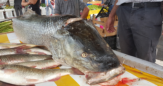 Fırat Nehri&#039;nde oltaya 83 kiloluk dev Turna balığı takıldı