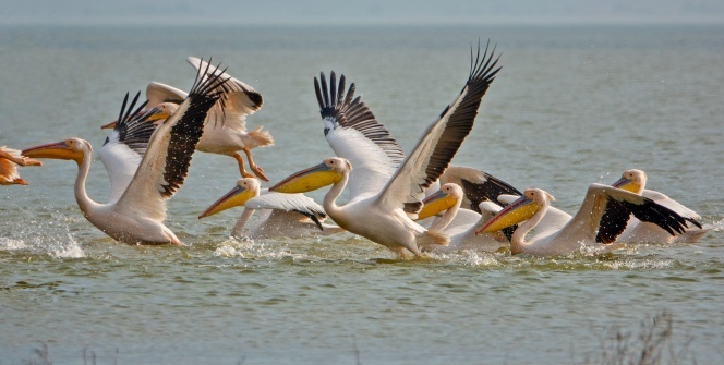 Pelikanların muhteşem dansı