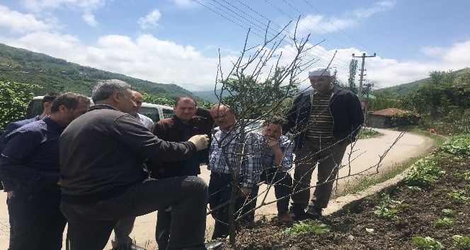 Trabzon’da çiftçilere yönelik ilk kez meyve ağaçlarını budama ve aşılama kursu düzenleniyor