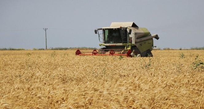 Adana’da buğday hasadı başladı