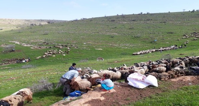 Koyun kuduz çıktı, hayvanların köye giriş çıkışları yasaklandı