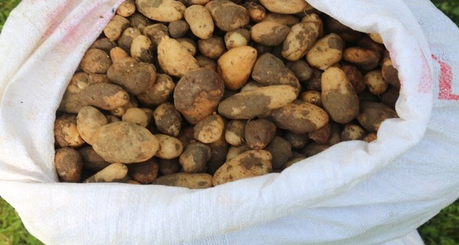 25 kilo salep soğanına 300 bin TL ceza kesildi