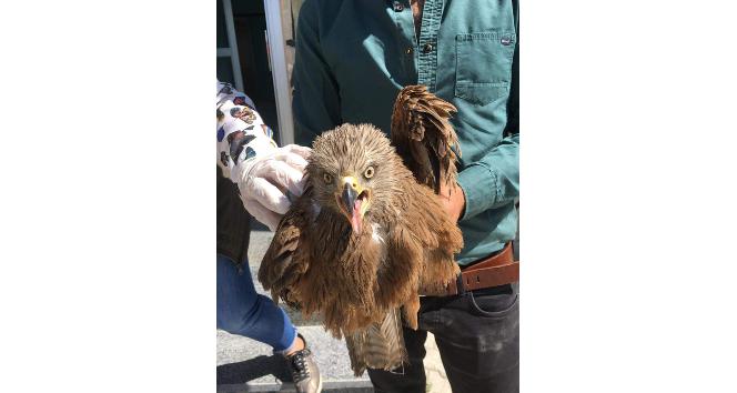 Van’da yaralı Kara Çaylak kuşu tedavi altına alındı