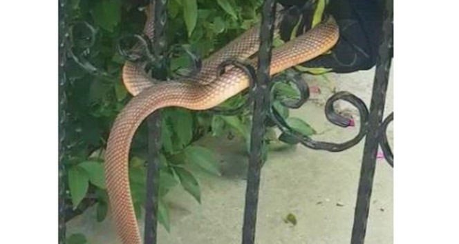 Apartman girişine dolanan 1 buçuk metrelik yılan böyle kurtarıldı