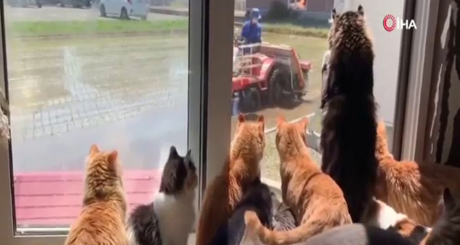 Kediler çiftçiyi dakikalarca pür dikkat izledi