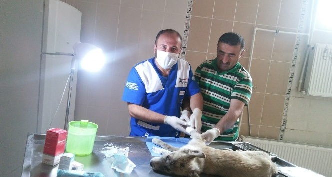 Hakkari’de 202 sokak hayvanına kuduz aşısı yaptırıldı