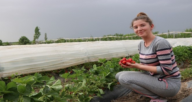 Bu tarlada herkes kendi çileğini topluyor