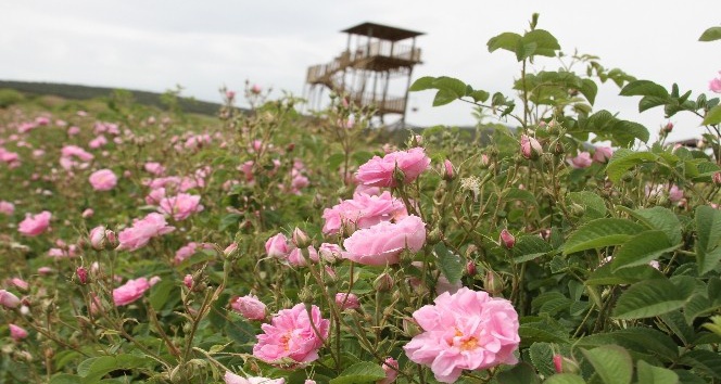 Türkiye’nin çiçek bahçesi Isparta’da kırsal turizm refahı