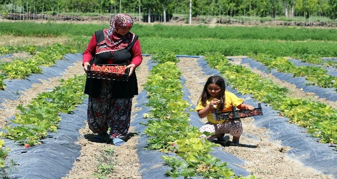 Çilek üreten eller projesi kadınlarla hayat buldu