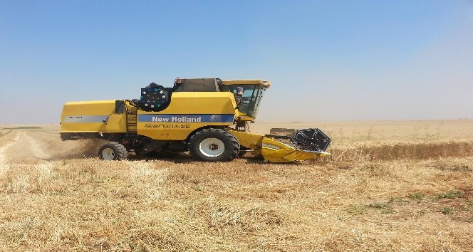 Kızıltepe’de kırmızı mercimek ve buğday hasadına başlandı