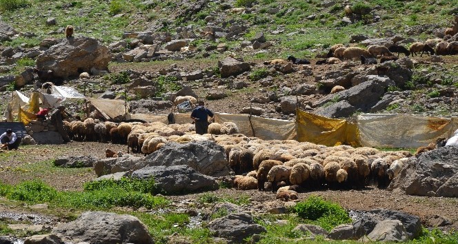 Yaylalarda koyun kırkma dönemi başladı