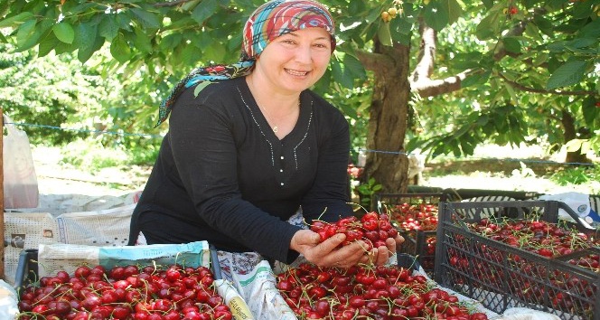 Tescilli Salihli Kirazı’nda hasat sevinci