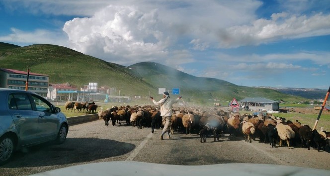 Koyun sürüsü yola indi, sürücüler beklemek zorunda kaldı