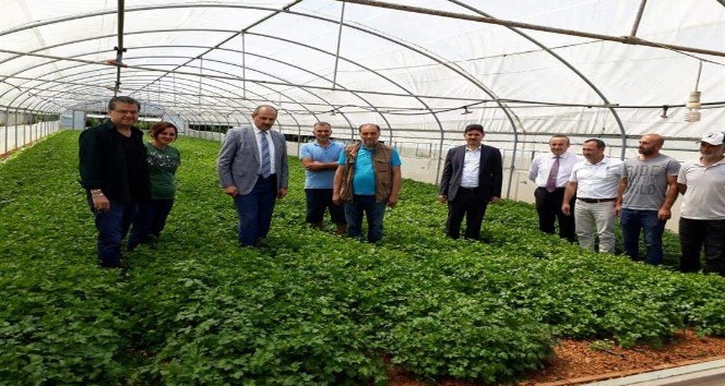 Trabzon’da örtüaltı üretimin kalbi Akyazı