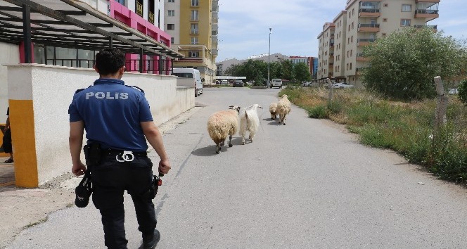 Polis sahipsiz koyunların başında nöbet tuttu