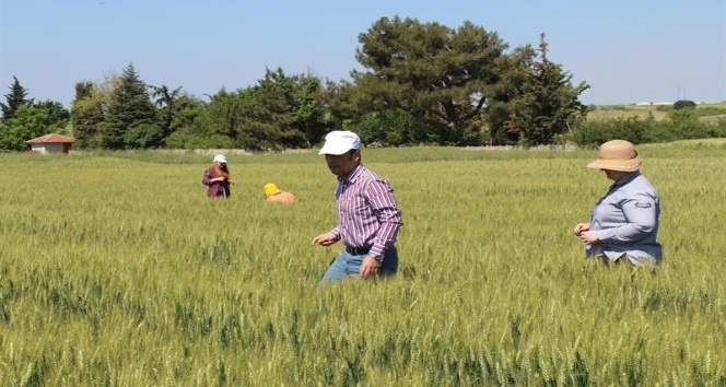 Kırklareli’de süne ile mücadele çalışmaları