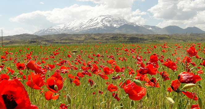 Süphan dağı ve gelincik çiçeklerinin muhteşem manzarası