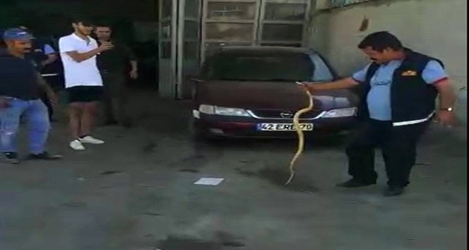 İtfaiyecilerin otomobile giren yılanla imtihanı