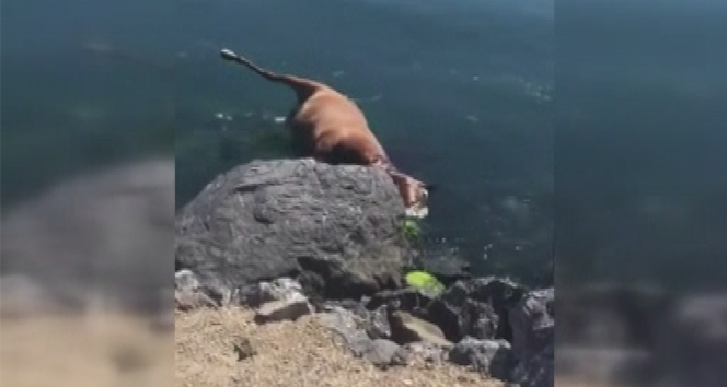 Pendik sahiline vuran ölü at görenleri şaşkına çevirdi