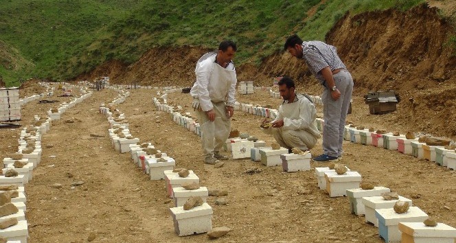 (Özel) Bitlis’te üretilen ana arılar bölge illerine satılıyor