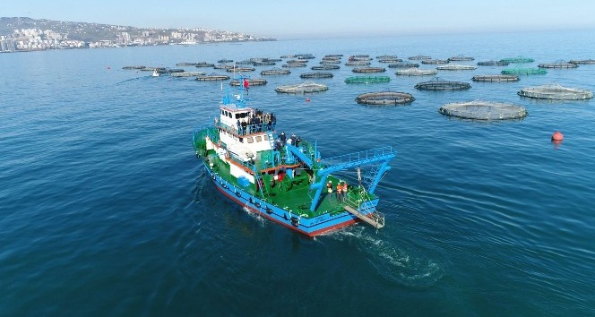 Trabzon’da yetiştirilen  balıkların yüzde 90’ı ihraç ediliyor