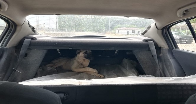 Otomobilin çarptığı köpek tedavi altına alındı