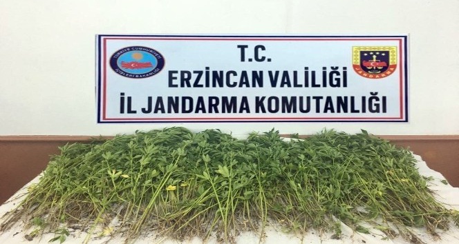 Erzincan’da kök kenevir bitkisi ele geçirildi
