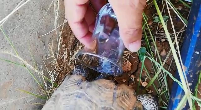 Sıcaktan bunalan kaplumbağaya bardaktan su içirdi