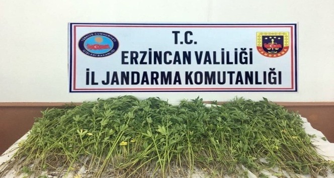 Erzincan’da 981 kök kenevir imha edildi
