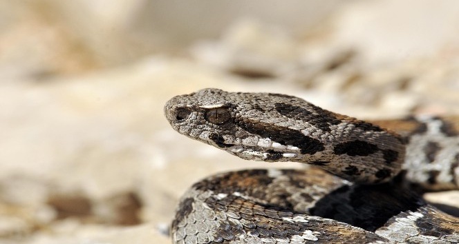 Nesli tehlikede olan yılan Nemrut Dağı’nda görüldü