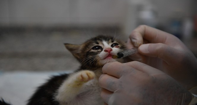 Bursa’da kedilere özel hastane