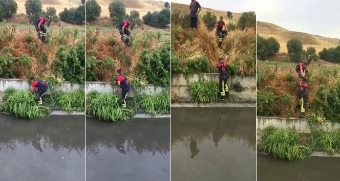 Sulama kanalında mahsur kalan köpekleri itfaiye kurtardı