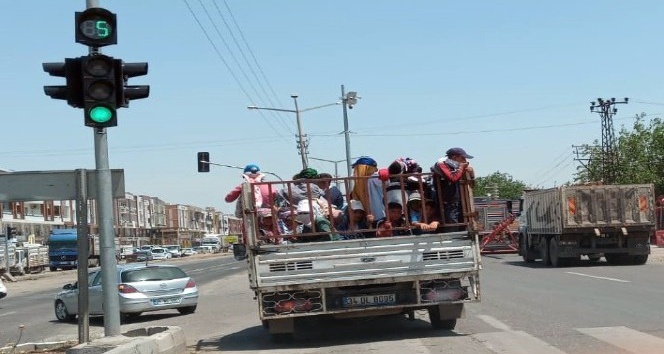 Diyarbakır’da tarım işçilerinin kamyonette tehlikeli yolculuğu