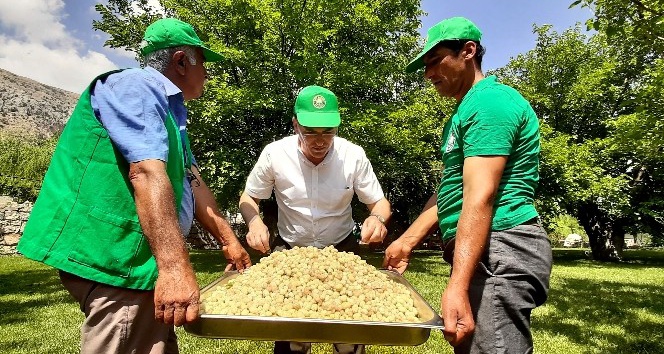 Tut’un beyaz altınında hasat zamanı