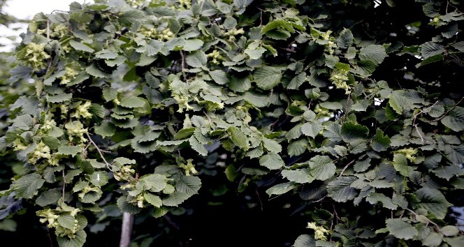 Uygulama bahçeleri olumlu sonuç verdi, dönüm başına 250 kilo fındık alınacak