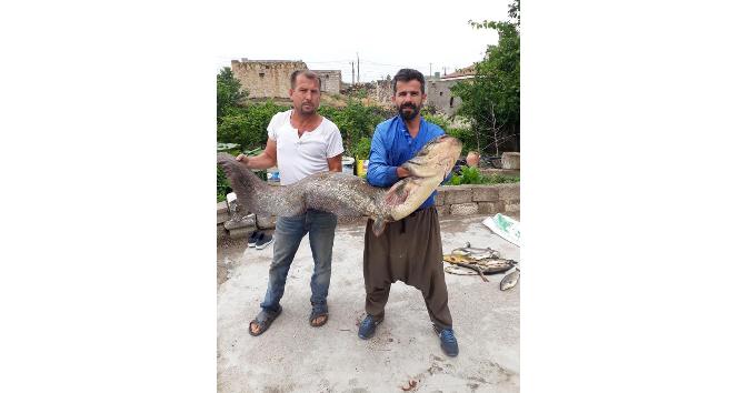 Kızılırmak’ta tam 2 metre boyunda yayın balığı tuttular