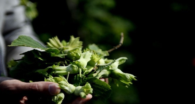 Fındık hasadı öncesi korkutan açıklama